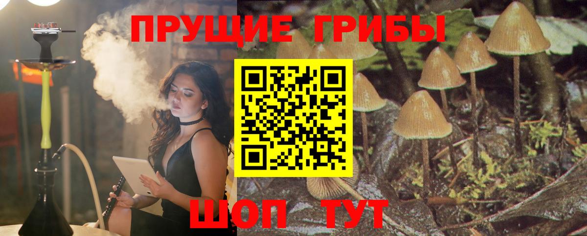 купить наркотики цена  Вход с VPN  Галлюциногенные грибы Psilocybe  Луга  Псилоцибиновые грибы Psilocybine cubensis 